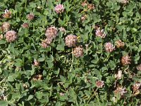 Trifolium fragiferum 6, Aardbeiklaver, Saxifraga-Peter Meininger