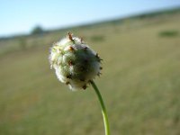 Trifolium fragiferum 7, Aardbeiklaver, Saxifraga-Jasenka Topic