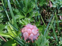 Trifolium fragiferum 8, Aardbeiklaver, Saxifraga-Jasenka Topic
