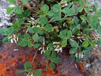 Trifolium glomeratum 2, Kluwenklaver, Saxifraga-Ed Stikvoort