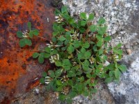 Trifolium glomeratum 3, Kluwenklaver, Saxifraga-Ed Stikvoort