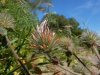 Trifolium hirtum 2, Saxifraga-Ed Stikvoort