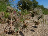 Trifolium hirtum 3, Saxifraga-Ed Stikvoort