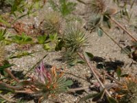 Trifolium hirtum 6, Saxifraga-Ed Stikvoort