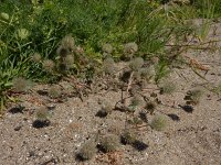 Trifolium hirtum 8, Saxifraga-Ed Stikvoort