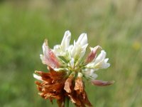 Trifolium hybridum 11, Basterdklaver, Saxifraga-Rutger Barendse