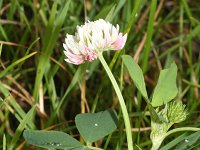 Trifolium hybridum 13, Basterdklaver, Saxifraga-Rutger Barendse