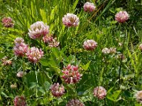 Trifolium hybridum 19, Basterdklaver, Saxifraga-Ed Stikvoort