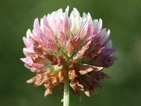 Trifolium hybridum 5, Basterdklaver, Saxifraga-Peter Meininger