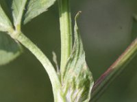 Trifolium hybridum 6, Basterdklaver, Saxifraga-Peter Meininger