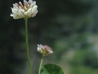 Trifolium hybridum ssp hybridum 2, Basterdklaver, Saxifraga-Marijke Verhagen