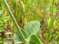 Trifolium incarnatum 11, Inkarnaatklaver, Saxifraga-Rutger Barendse