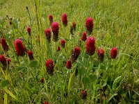 Trifolium incarnatum 16, Inkarnaatklaver, Saxifraga-Peter Meininger