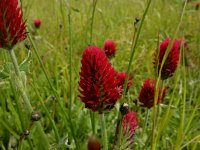 Trifolium incarnatum 17, Inkarnaatklaver, Saxifraga-Peter Meininger