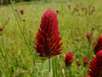 Trifolium incarnatum 18, Inkarnaatklaver, Saxifraga-Peter Meininger