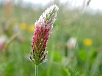 Trifolium incarnatum 21, Inkarnaatklaver, Saxifraga-Tom Heijnen