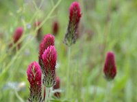 Trifolium incarnatum 24, Inkarnaatklaver, Saxifraga-Tom Heijnen