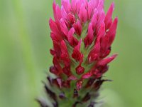 Trifolium incarnatum 25, Inkarnaatklaver, Saxifraga-Tom Heijnen