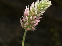 Trifolium incarnatum 3, Inkarnaatklaver, Saxifraga-Jan van der Straaten