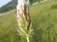 Trifolium incarnatum 4, Inkarnaatklaver, Saxifraga-Jasenka Topic