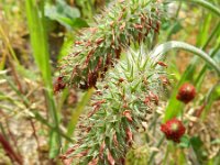 Trifolium incarnatum 8, Inkarnaatklaver, Saxifraga-Rutger Barendse