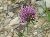 Trifolium medium, Zeg-zag Clover