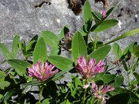 Trifolium medium 15, Bochtige klaver, Saxifraga-Ed Stikvoort