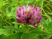 Trifolium medium 30, Bochtige klaver, Saxifraga-Hans Grotenhuis