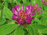 Trifolium medium 32, Bochtige klaver, Saxifraga-Hans Grotenhuis