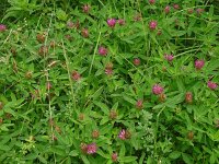 Trifolium medium 33, Bochtige klaver, Saxifraga-Hans Grotenhuis