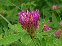 Trifolium medium 34, Bochtige klaver, Saxifraga-Hans Grotenhuis