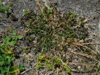 Trifolium micranthum
