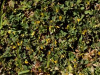 Trifolium micranthum 2, Draadklaver, Saxifraga-Ed Stikvoort