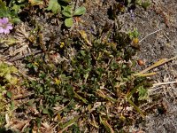 Trifolium micranthum 3, Draadklaver, Saxifraga-Ed Stikvoort