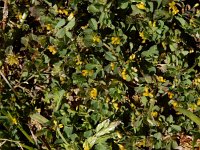 Trifolium micranthum 4, Draadklaver, Saxifraga-Ed Stikvoort