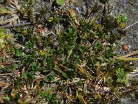 Trifolium micranthum 5, Draadklaver, Saxifraga-Ed Stikvoort