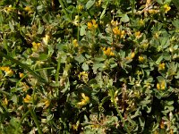 Trifolium micranthum 6, Draadklaver, Saxifraga-Ed Stikvoort