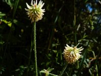 Trifolium montanum 13, Saxifraga-Ed Stikvoort
