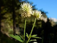 Trifolium montanum 14, Saxifraga-Ed Stikvoort