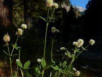 Trifolium montanum 15, Saxifraga-Ed Stikvoort