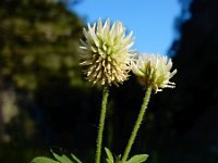 Trifolium montanum 16, Saxifraga-Ed Stikvoort