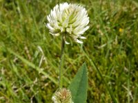 Trifolium montanum 24, Bergklaver, Saxifraga-Ed Stikvoort