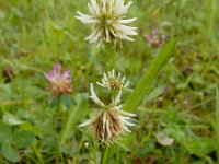 Trifolium montanum 25, Saxifraga-Ed Stikvoort