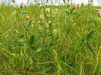 Trifolium montanum 30, Saxifraga-Hans Grotenhuis