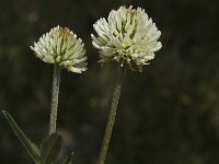 Trifolium montanum ssp montanum 5, Saxifraga-Jan van der Straaten