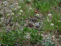 Trifolium montanum ssp montanum 6, Saxifraga-Willem van Kruijsbergen