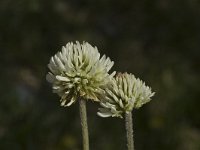 Trifolium montanum ssp montanum 9, Saxifraga-Jan van der Straaten