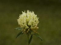 Trifolium ochroleucum, Sulphur Clover