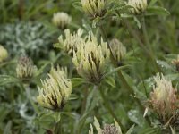 Trifolium ochroleucon 5, Saxifraga-Willem van Kruijsbergen