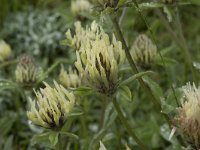 Trifolium ochroleucon 7, Saxifraga-Willem van Kruijsbergen